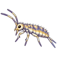 Cosmopolitan Springtail