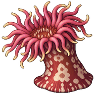 Painted Anemone