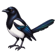 Oriental Magpie