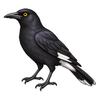 Black Currawong
