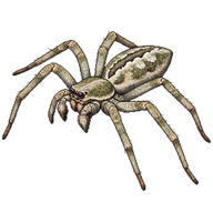 Lichen Running-spider