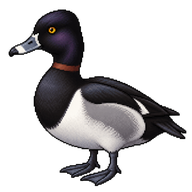 Ring-necked Duck