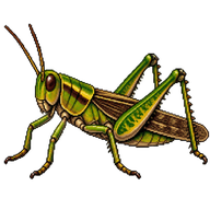 Australian Grass Pyrgomorph
