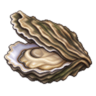 Australian Flat Oyster