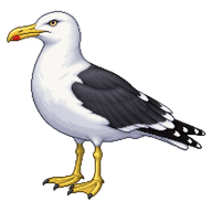 Kelp Gull