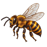 Asian Honey Bee