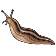 Threeband Gardenslug