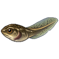 Giant Burrowing Frog Tadpole