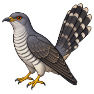 Fan-tailed Cuckoo
