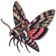 Convolvulus Hawk Moth