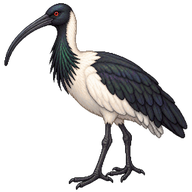 Straw-necked Ibis