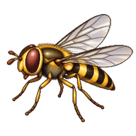 Migrant Hover Fly