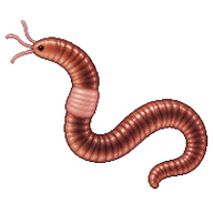 California Blackworm