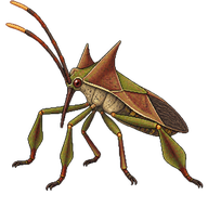 Box Bug