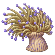 Beaded Sea Anemone
