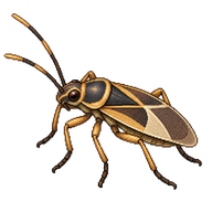 Wheat Bug