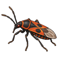 Lime Tree Seed Bug