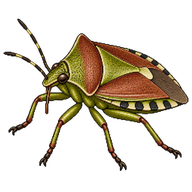 Mediterranean Shield Bug