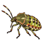 Mediterranean Shield Bug Nymph