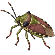 Black-shouldered Shieldbug