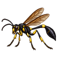 Asian Mud-dauber Wasp