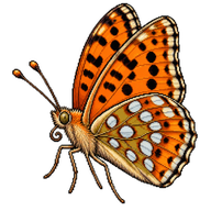 Queen of Spain Fritillary