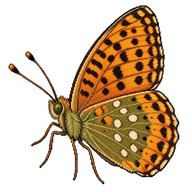 Dark Green Fritillary