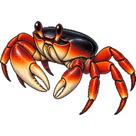Blackback Land Crab