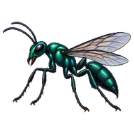 Emerald Cockroach Wasp