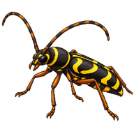 Wasp Beetle