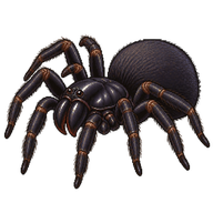 Eastern Foldingdoor Spider