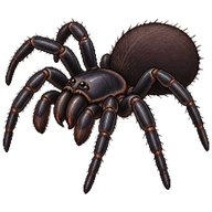 Common Foldingdoor Spider