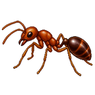 Thief Ant