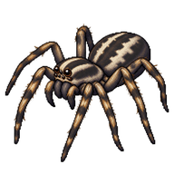 Shiny Wolf Spider