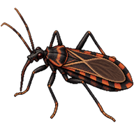 Kissing Bug