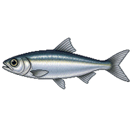 Australian Anchovy