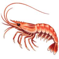 Northern Prawn