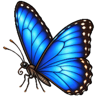 Common Morpho