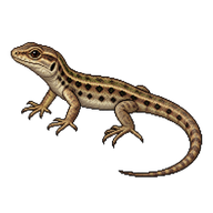 Common Wall Lizard Hatchling