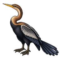 Oriental Darter