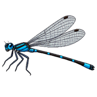 Eastern Billabongfly