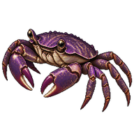 Purple Rock Crab
