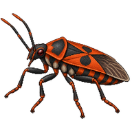 Scentless bug