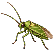 Leaf Bug