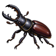 Rhinoceros Beetle