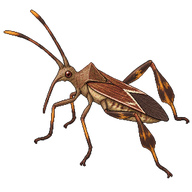Bean Bug