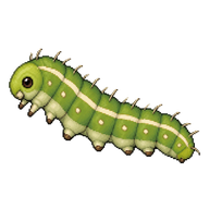 Long-tailed Blue Caterpillar