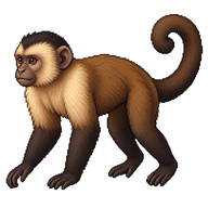 Guianan Brown Capuchin