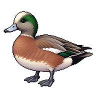 American Wigeon