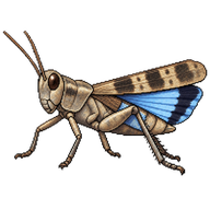 Blue-winged Grasshopper
